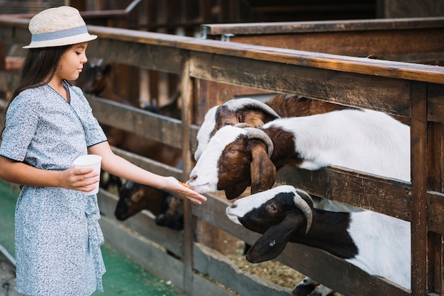 Коза питается едой от руки девушки на ферме