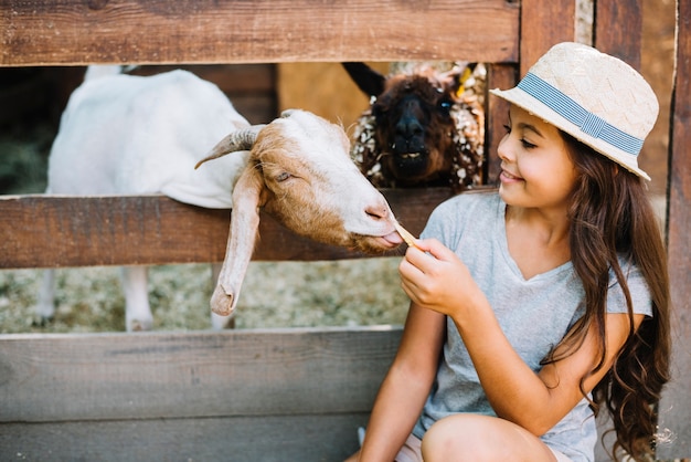 Goat eating from girl's hand sitting outside the fence