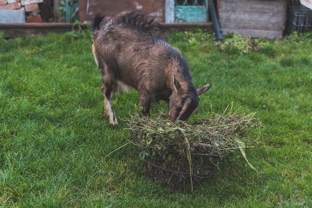Goat eating grass on farm