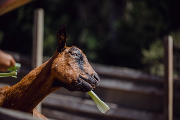 Goat eating vegetables