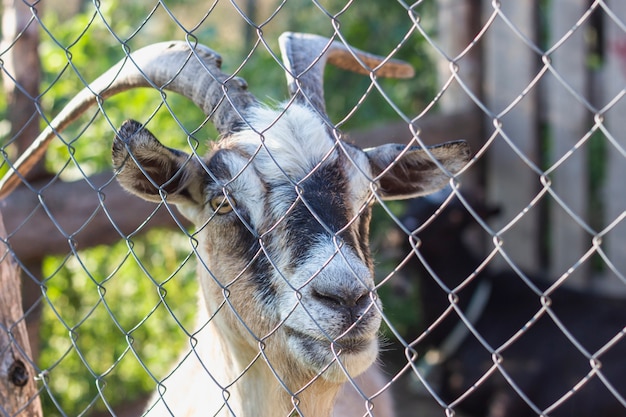 Goat at farm in fold with gate