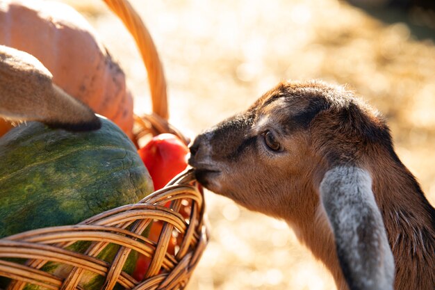 Goat at the farm is interested in basket of vegetables