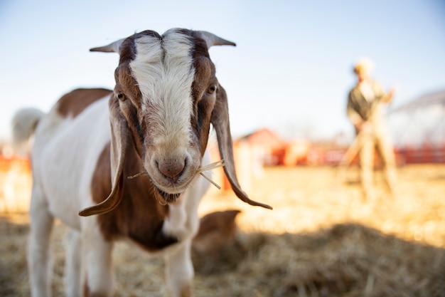 Free photo goat at the farm on a sunny day