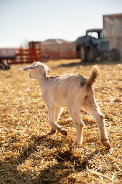 Goat at the farm on a sunny day