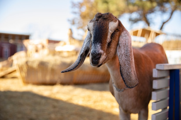 Goat at the farm on a sunny day