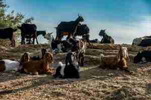 Free photo goat farming in rajasthan, india