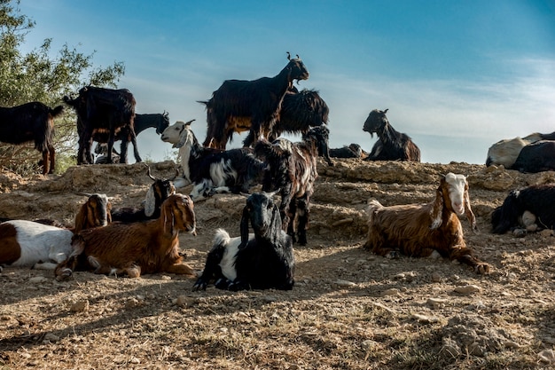 Goat farming in Rajasthan, India