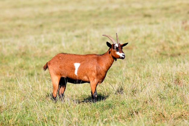 Goat in a field in morning light