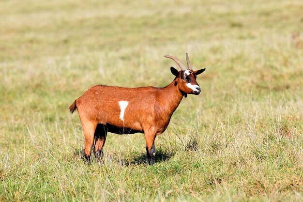 Goat in a field in morning light