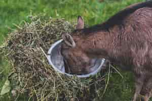 Free photo goat having food from bowl