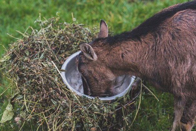 Goat having food from bowl