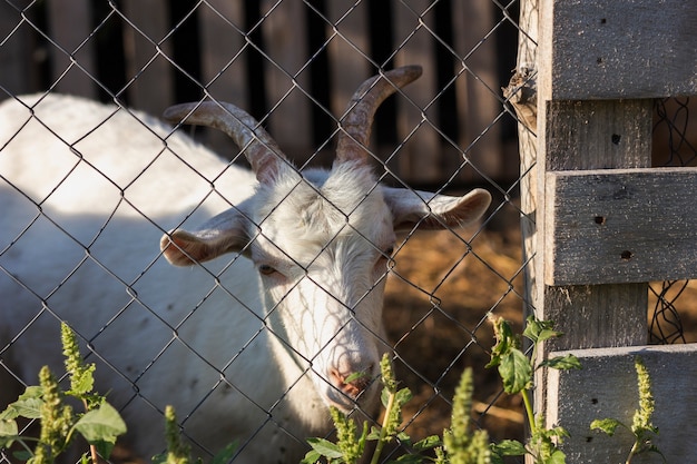 Goat inside fence with gate at farm 