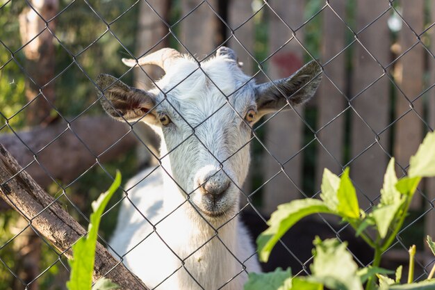 Коза смотрит между воротами на ферме