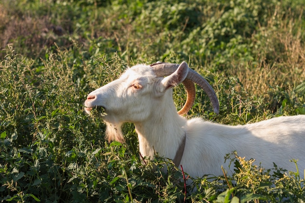 Goat in nature eating grass