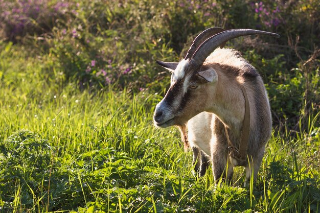 Goat with big horns in nature