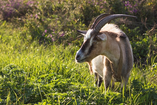 Goat with big horns in nature