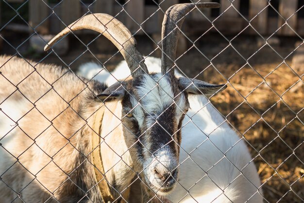 Goat with horns looking through fence