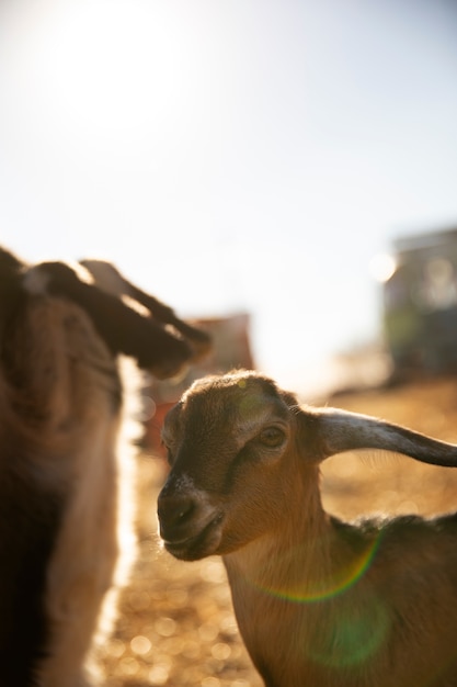 無料写真 晴れた日の農場の山羊