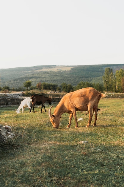 Goats eating grass on the meadow