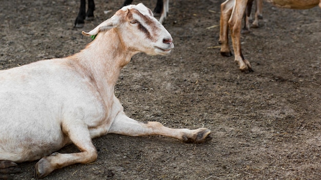 Goats at farm sitting on floor
