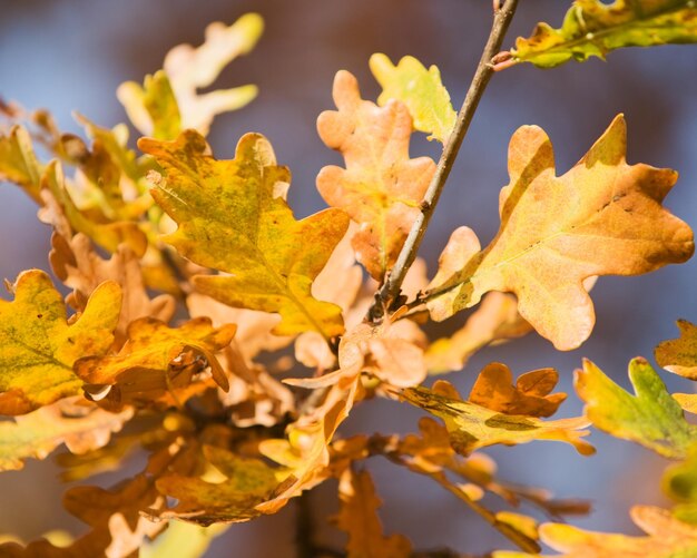 Золотые осенние краски дубовых листьев