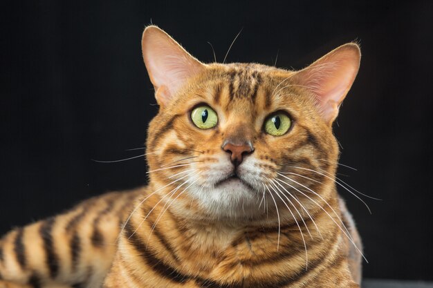 gold Bengal Cat on black