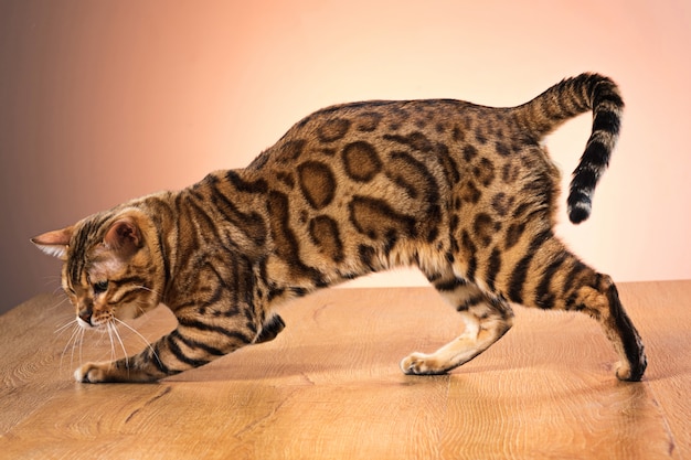 Gold bengal cat on brown