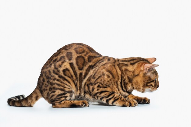 gold Bengal Cat on white