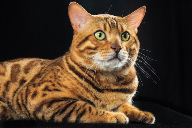 The gold Bengal Cat