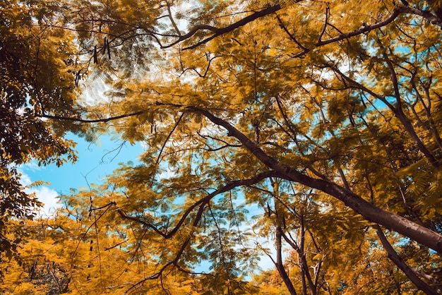 Golden autumn scene in a park, with falling leaves, the sun shining through the trees and blue sky