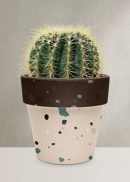 Foto gratuita cactus di botte dorato in un vaso di terrazzo