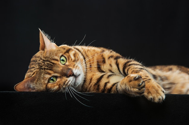 Free photo golden bengal cat on black wall