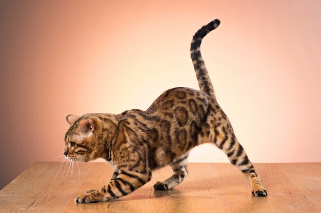 Золотой бенгальский кот на коричневом