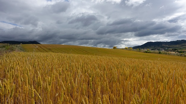 Golden-colored field of wheat under the cloudy sky