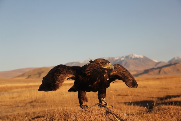 Aquila reale pronta a volare in una zona deserta con montagne sullo sfondo sfocato