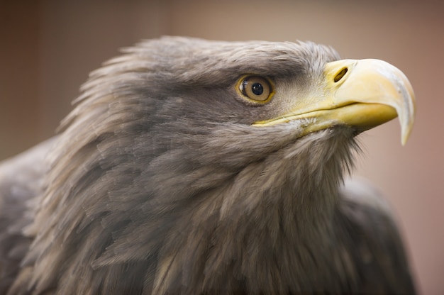 a golden eagle staring into the distance