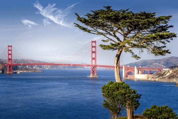Golden Gate bridge framed by a cypress tree