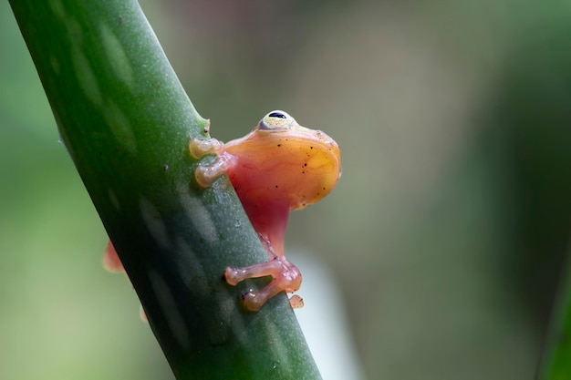 Golden glass frog on flower with natural background