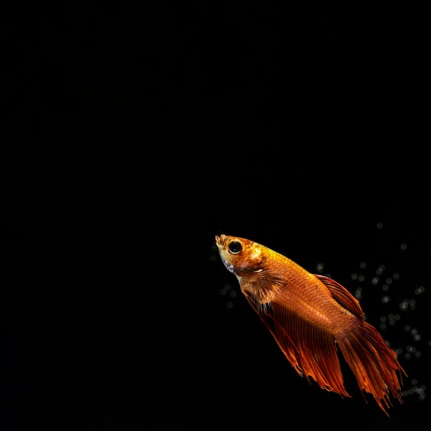 Golden "half moon" betta fish