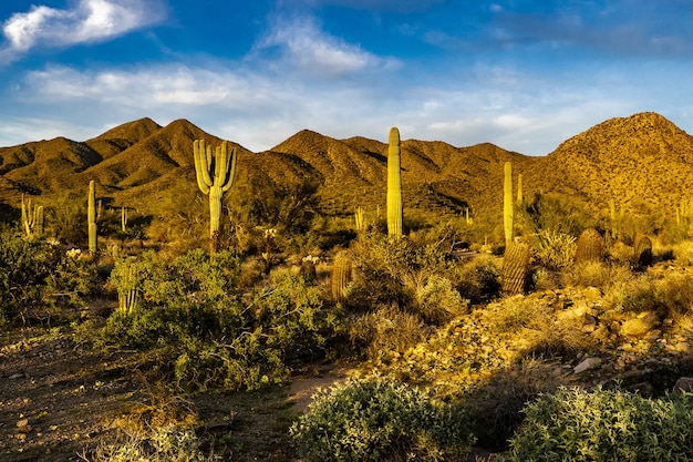 Foto gratuita `l'ora d'oro nel deserto di sonora in arizona