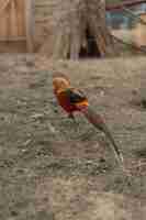 Free photo golden pheasant (chrysolophus pictus) or chinese pheasant outdoors