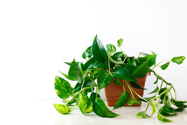 거실 집과 정원에서 흰색 테이블에 황금 pothos 또는 Epipremnum aureum