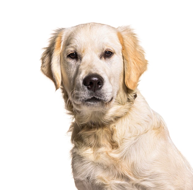 Золотистый ретривер собака, изолированные на белом фоне