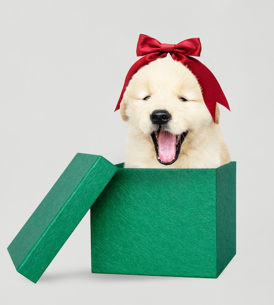 Golden retriever puppy in a green christmas gift box