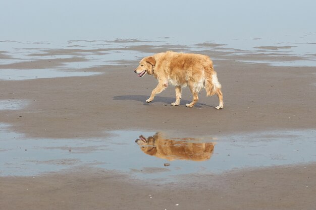 Golden retriever walking alone with its reflection in a puddle