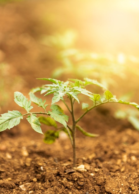 Golden sun rays with green plant