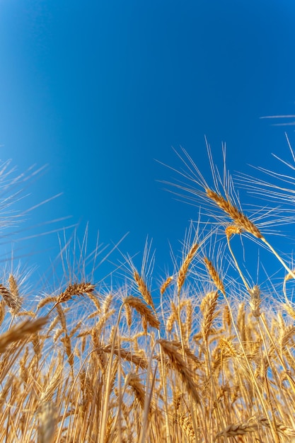 Бесплатное фото Золотое пшеничное поле и солнечный день