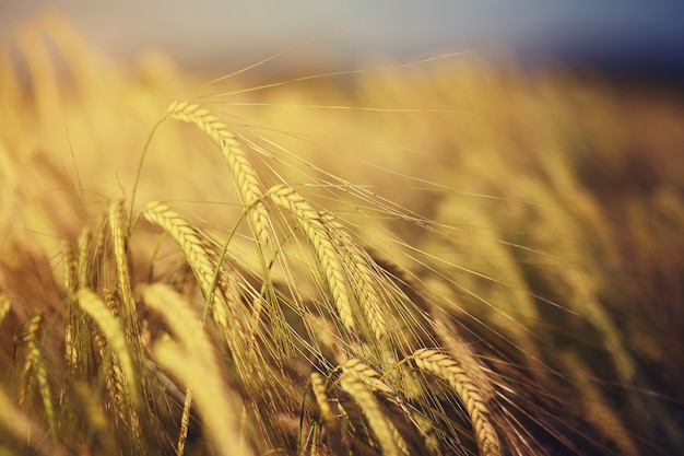Golden wheat field during daytime