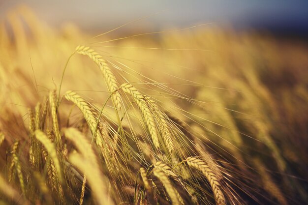 Golden wheat field during daytime