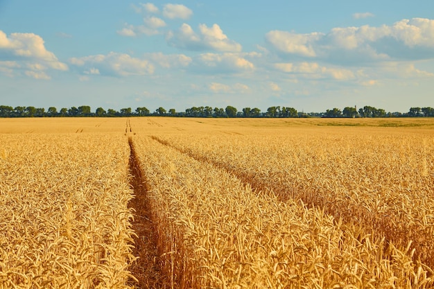 Golden wheat field with blue sky